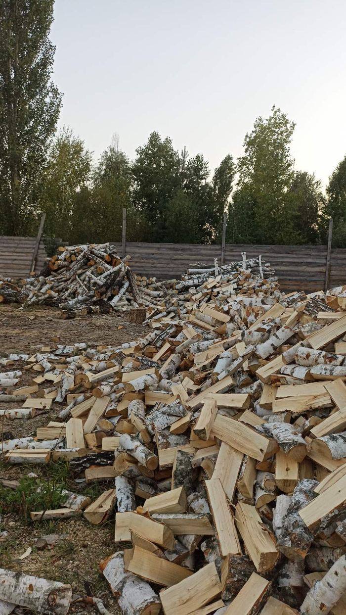 Береза колота на майданчику